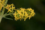 Yellow Spring bedstraw 